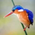 Sample 4 – Malachite kingfisher