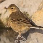 Sample 3 – American pipit