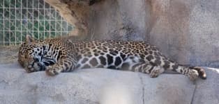 Sample 14 – Jaguar car