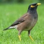 Sample 3 – Myna