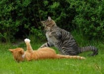 Sample 6 – Tiger cat