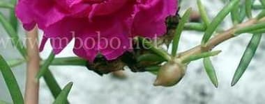 Sample 6 – Flower