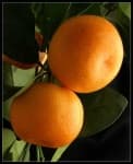 Sample 4 – Orange
