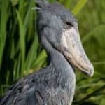 Sample 1 – Shoebill
