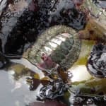 Sample 1 – Chiton