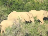 Sample 4 – African elephant