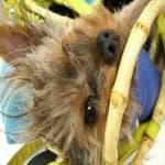 Sample 6 – Yorkie