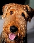 Sample 4 – Airedale
