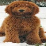 Sample 5 – Labradoodle