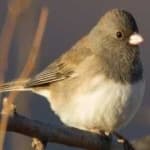 Sample 2 – Dark eyed junco