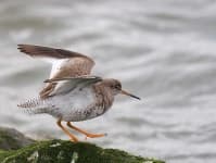 Sample 3 – Redshank