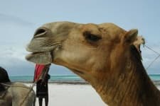Sample 3 – Camel
