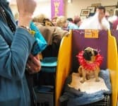 Sample 1 – Pug