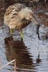 Sample 4 – Bittern
