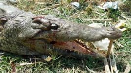 Sample 1 – Crocodile