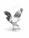 Sample 1 – Rooster