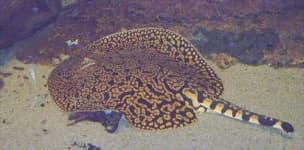 Sample 5 – Stingray