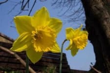 Sample 5 – Daffodil