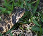 Sample 2 – Hognose snake