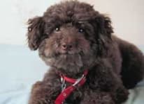 Sample 3 – Miniature poodle