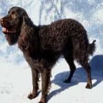 Sample 4 – American spaniel