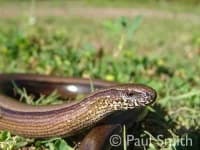 Sample 4 – Thunder snake