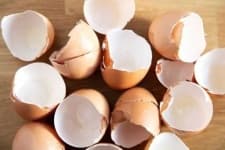Sample 5 – Egg shell