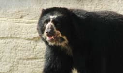 Sample 3 – American black bear