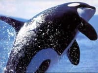Sample 6 – Killer whale