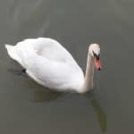 Sample 3 – Swan