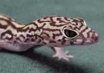 Sample 4 – Banded gecko
