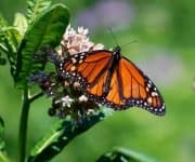Sample 2 – Monarch