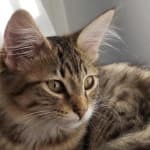 Sample 1 – Cat face