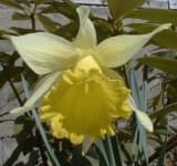 Sample 4 – Daffodil