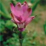 Sample 4 – Siam tulip