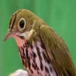 Sample 2 – Ovenbird