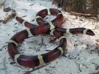 Sample 4 – King snake