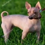 Sample 6 – American hairless