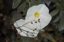 Sample 2 – Silverbush