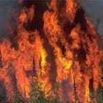 Sample 6 – Wildfire