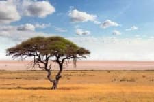 Sample 3 – Savanna