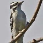 Sample 1 – Downy woodpecker