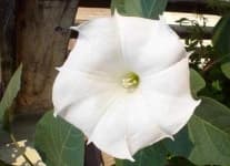 Sample 1 – Thorn apple