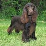 Sample 1 – Sussex spaniel