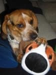 Sample 2 – Beagle