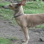 Sample 3 – Greyhound
