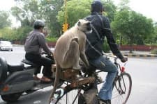 Sample 5 – Langur