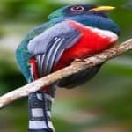 Sample 1 – Cuban trogon
