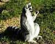 Sample 5 – Madagascar cat