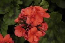 Sample 3 – Geranium
